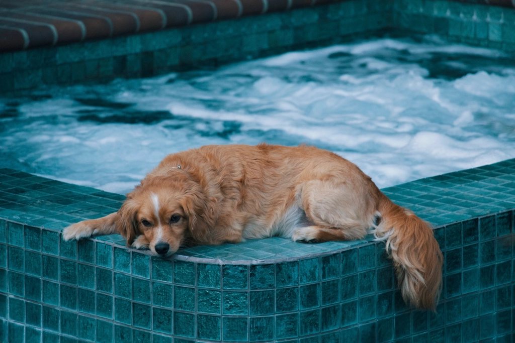 Imagem ilustrativa do artigo: Cachorro mancando: causas ortopédicas mais comuns e quando procurar um especialista