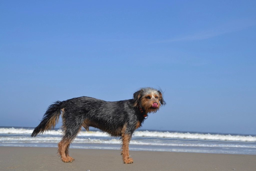 Imagem ilustrativa do artigo: Luxação de patela em cães pequenos: o que os tutores precisam saber