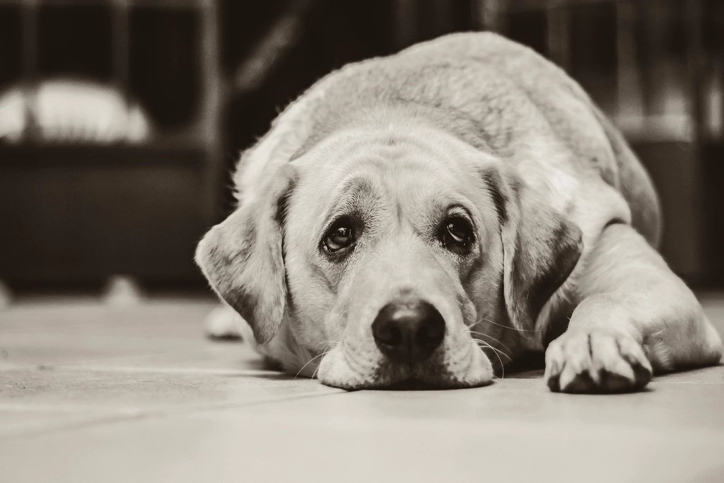Imagem ilustrativa do artigo: Cão com dificuldade para se levantar: quando isso é motivo de alerta