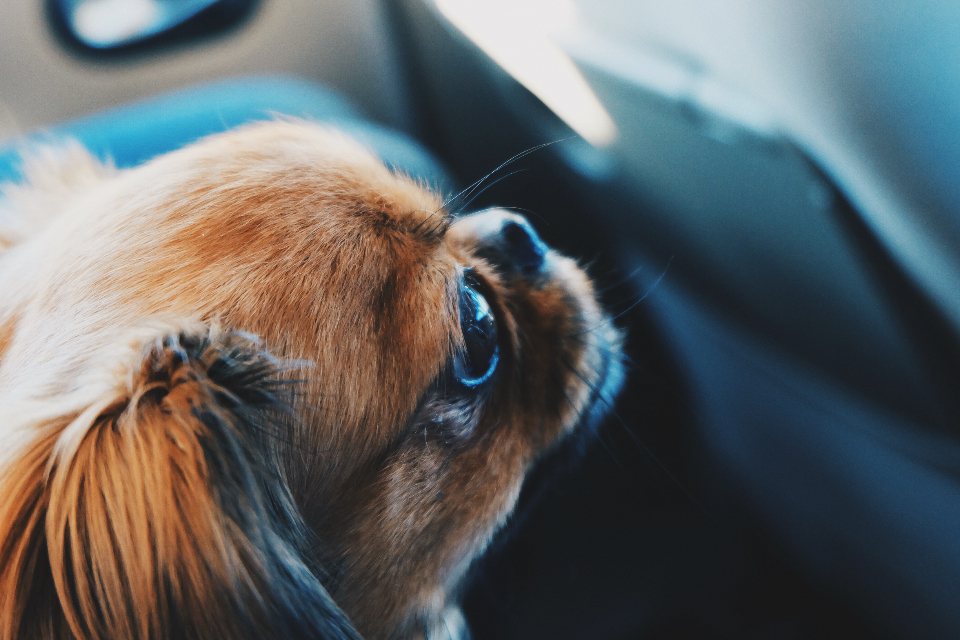 Imagem ilustrativa do artigo: Cão com a cabeça inclinada: pode ser síndrome vestibular?