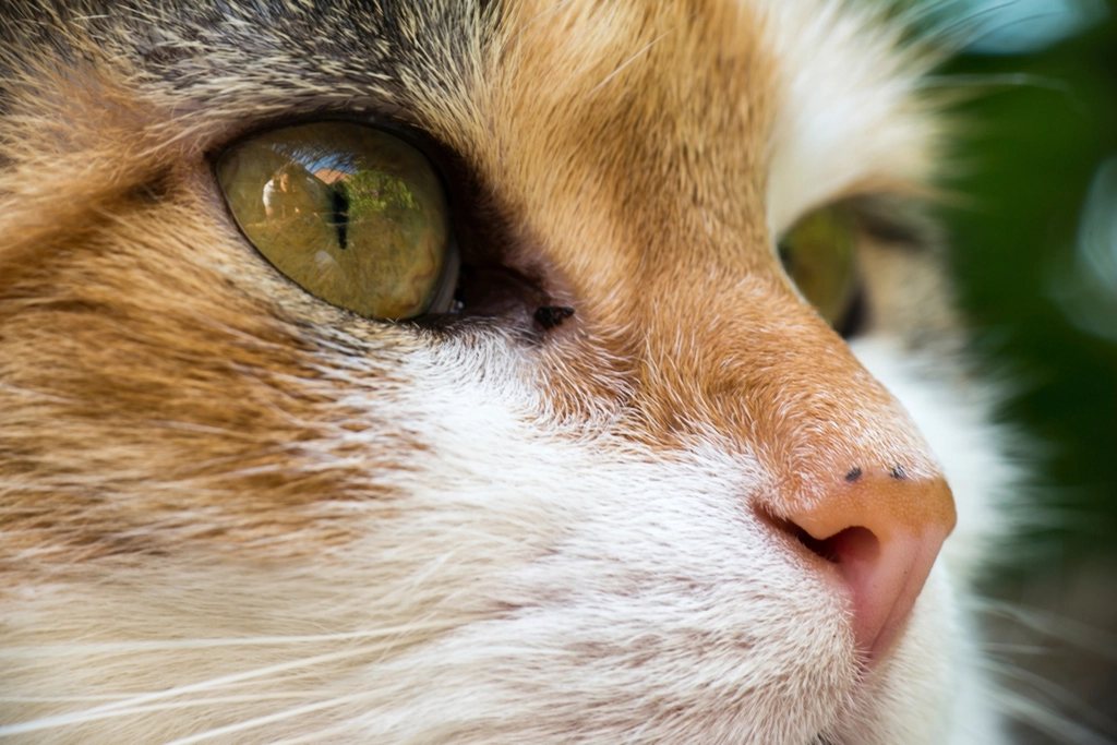 Imagem ilustrativa do artigo: Emagrecimento sem causa aparente em cães e gatos: quando investigar