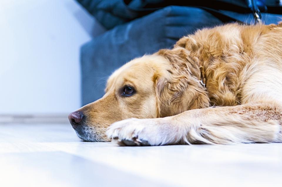 Imagem ilustrativa do artigo: Tosse persistente em cães idosos: quando pedir exames de imagem