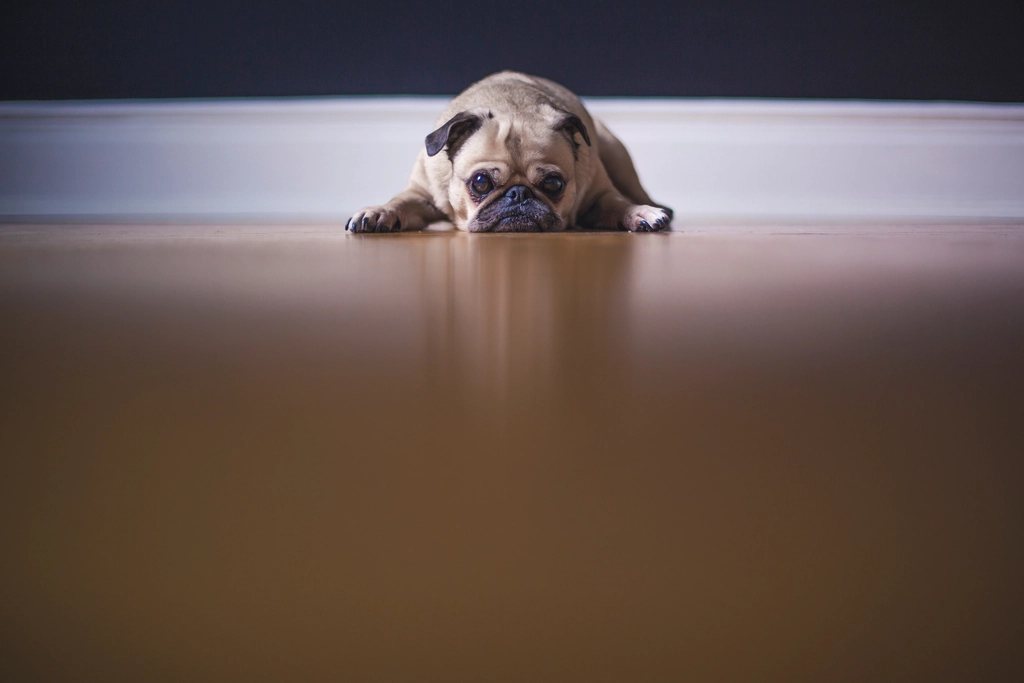 Imagem ilustrativa do artigo: Sangramento sem motivo aparente em cães: causas que preocupam