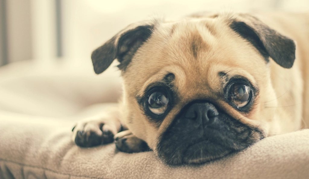 Imagem ilustrativa do artigo: Vômito e diarreia em cães: quando é só indigestão e quando é emergência