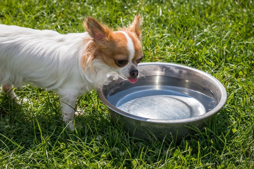 Imagem ilustrativa do artigo: Cão bebendo e urinando muito mais que o normal: pode ser sinal de doença renal