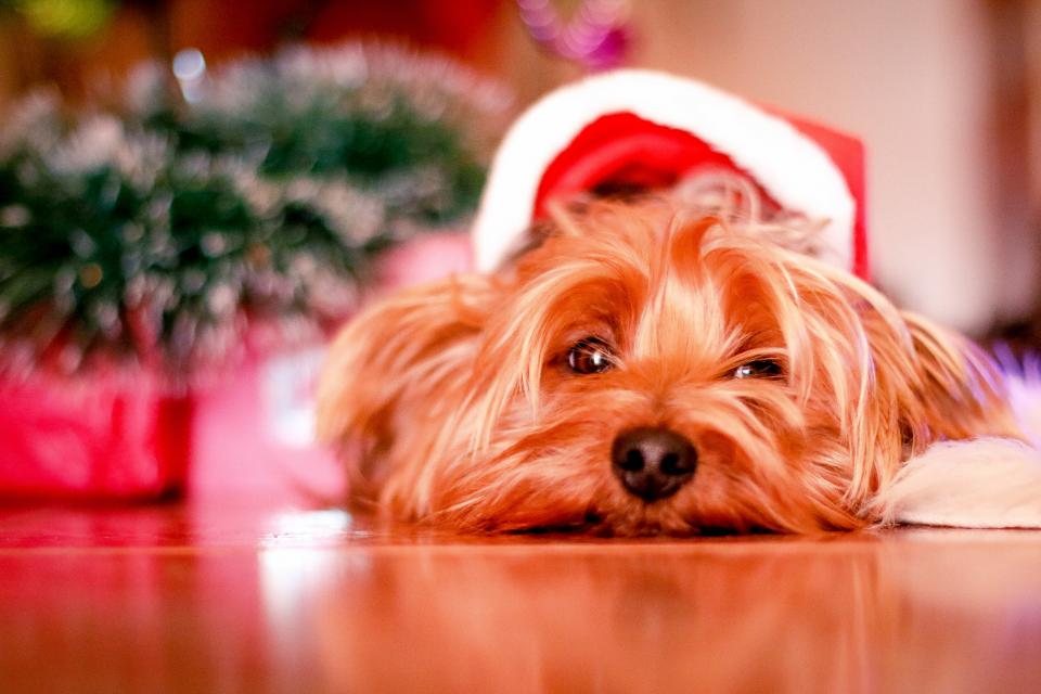 Imagem ilustrativa do artigo: Barriga distendida em cães: quando pode ser emergência abdominal