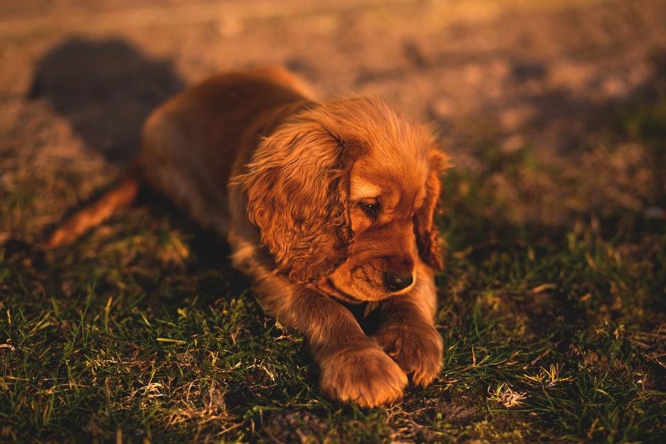 Imagem ilustrativa do artigo: Coceira excessiva em cães: causas mais comuns além de pulgas
