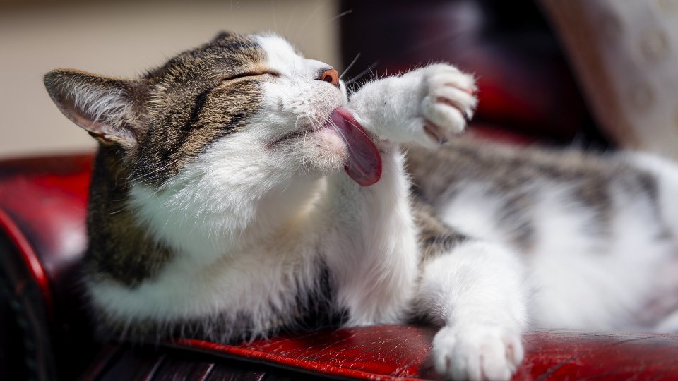 Imagem ilustrativa do artigo: Queda de pelo em gatos: quando é estresse e quando é doença de pele