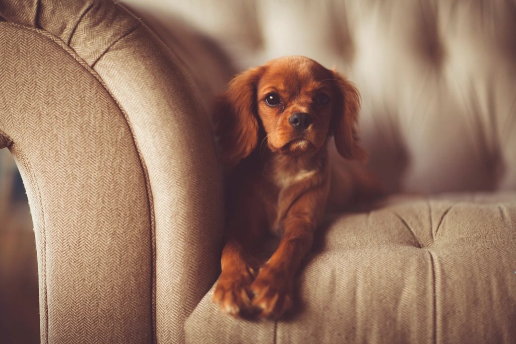 Imagem ilustrativa do artigo: Otite em cães: por que ela volta sempre e como tratar de verdade