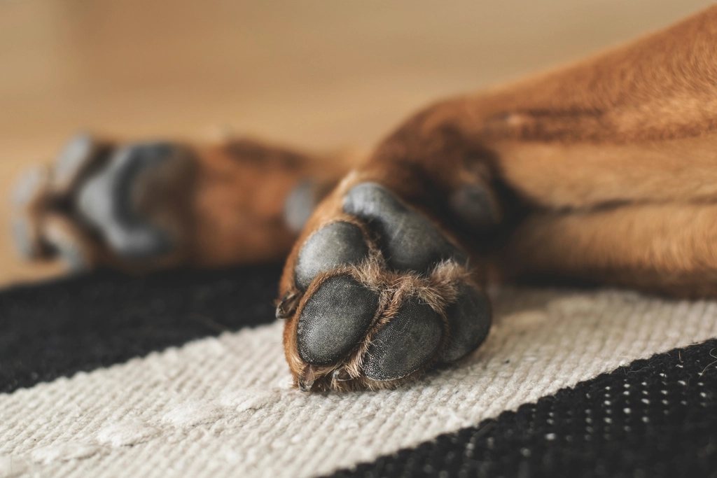 Imagem ilustrativa do artigo: Feridas entre os dedos do cachorro: causas e cuidados
