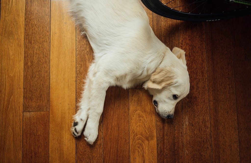 Imagem ilustrativa do artigo: Tosse em cães idosos: quando pode ser sinal de problema no coração