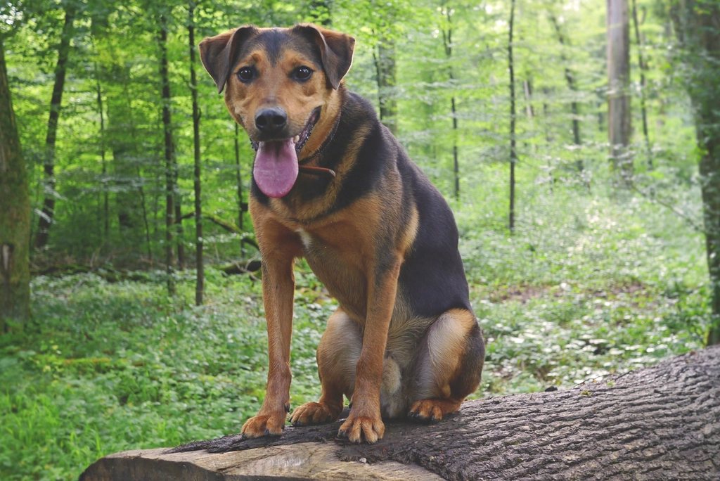 Imagem ilustrativa do artigo: Cão cansado com pouco esforço: sinais de alerta cardiorrespiratório