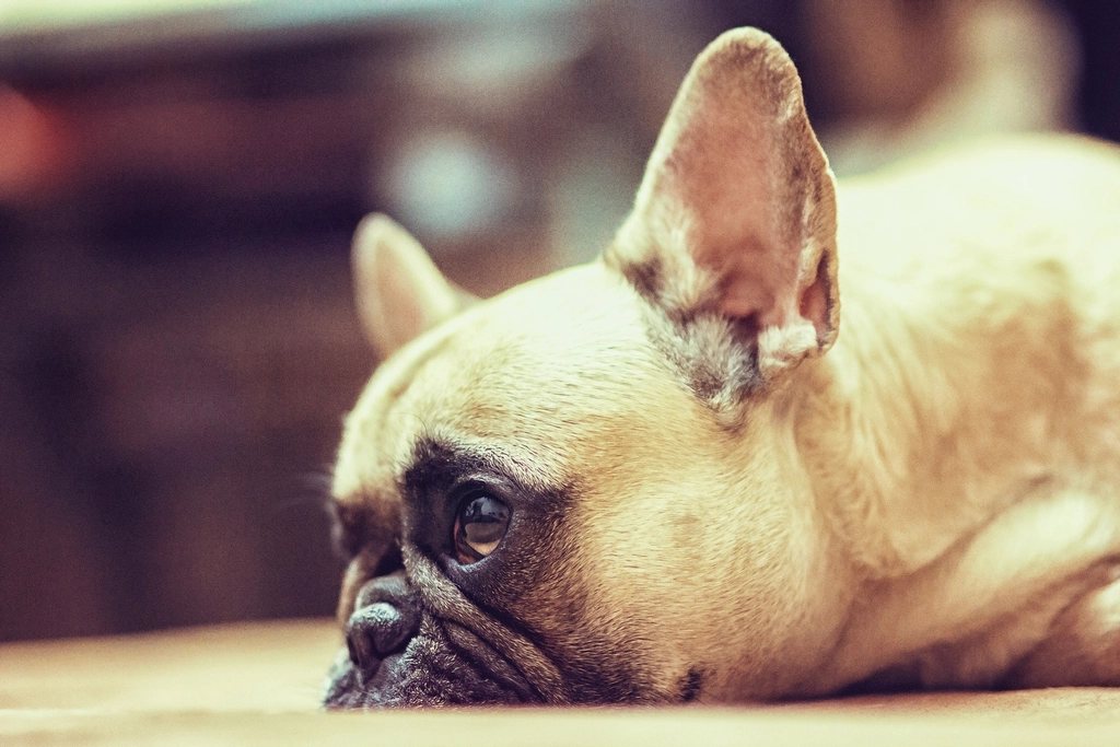 Imagem ilustrativa do artigo: Desmaio em cães: causas cardíacas e neurológicas que precisam ser investigadas