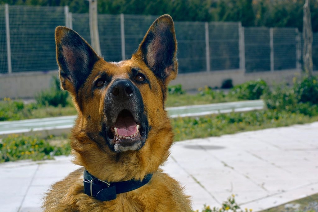 Imagem ilustrativa do artigo: Gengiva arroxeada em cães: um sinal que exige atenção imediata