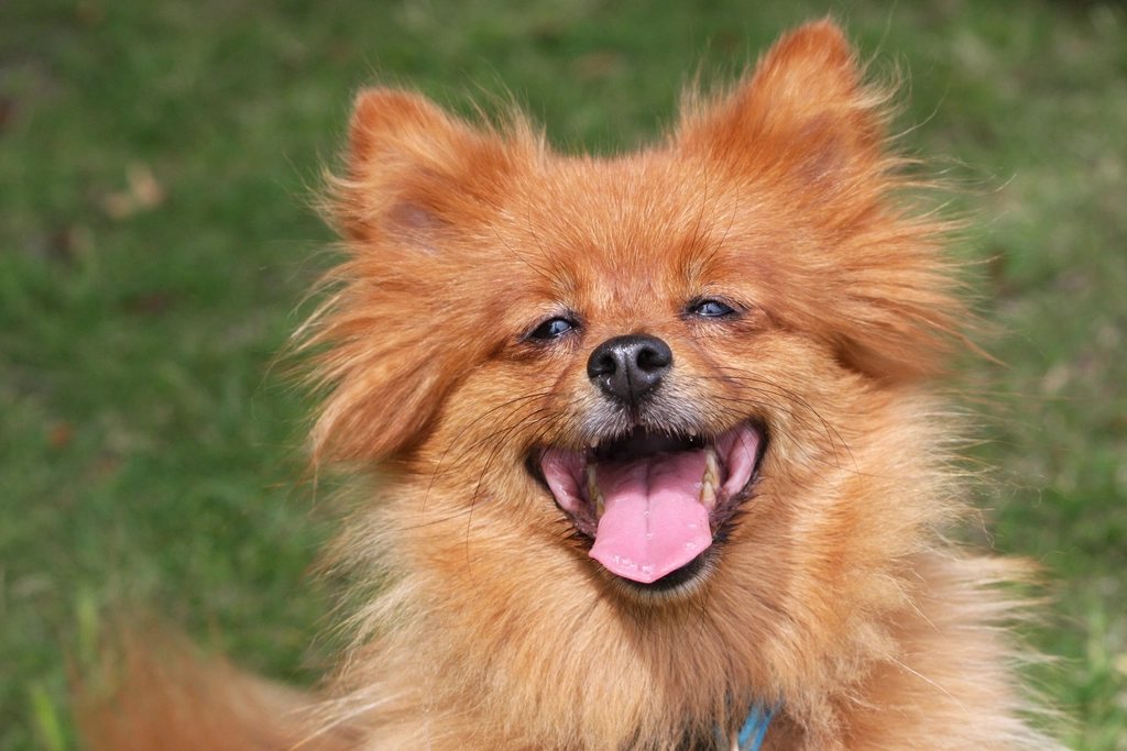 Imagem ilustrativa do artigo: Engasgos frequentes em cães pequenos: colapso de traqueia?