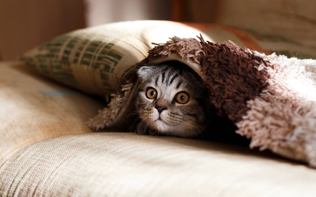 Imagem ilustrativa do artigo: Gato escondido e quieto: por que isso é sempre um sinal de alerta