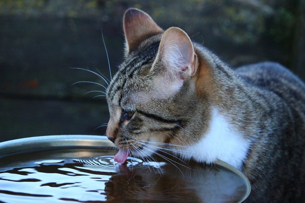 Imagem ilustrativa do artigo: Gato bebendo muita água: pode ser sinal de diabetes
