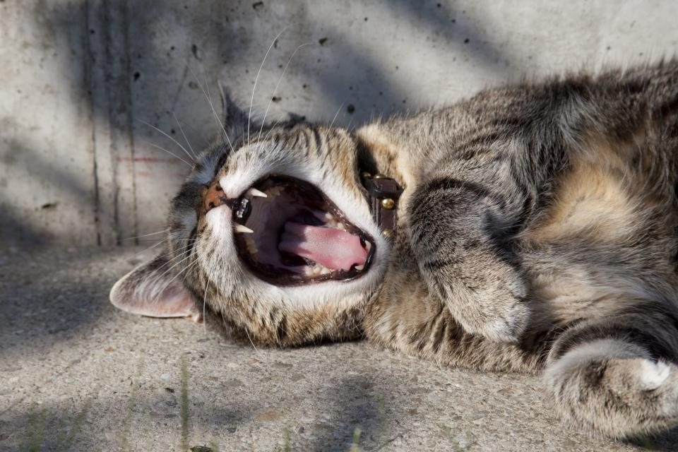Imagem ilustrativa do artigo: Mau hálito em gatos: pode ser doença dentária ou algo mais sério