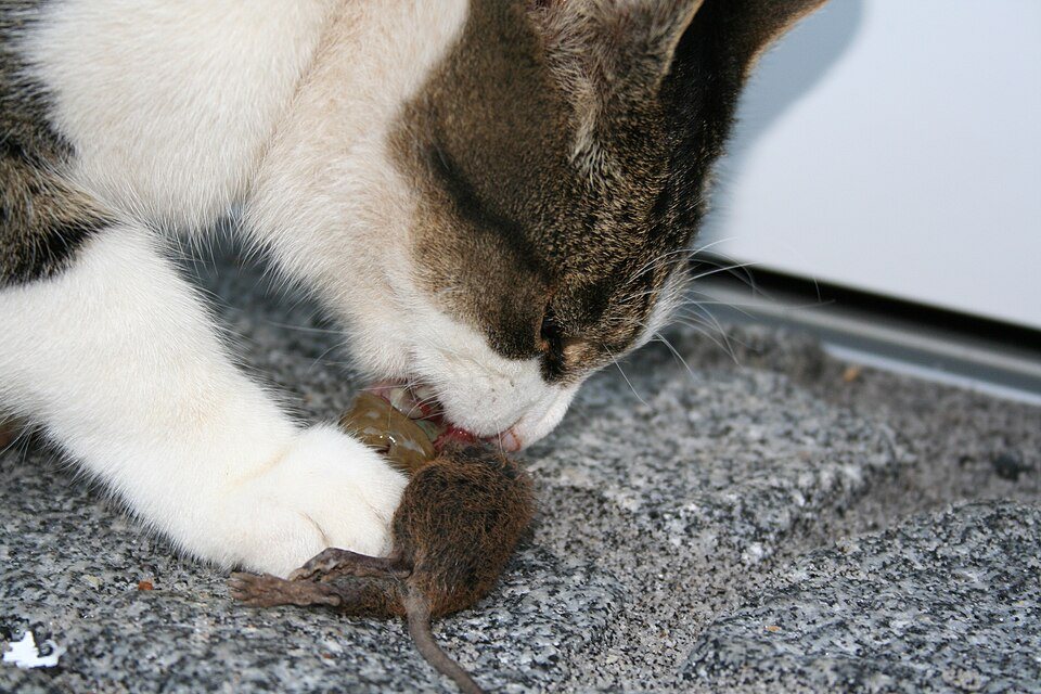 Imagem ilustrativa do artigo: Gato perdendo peso mesmo comendo normalmente: o que investigar