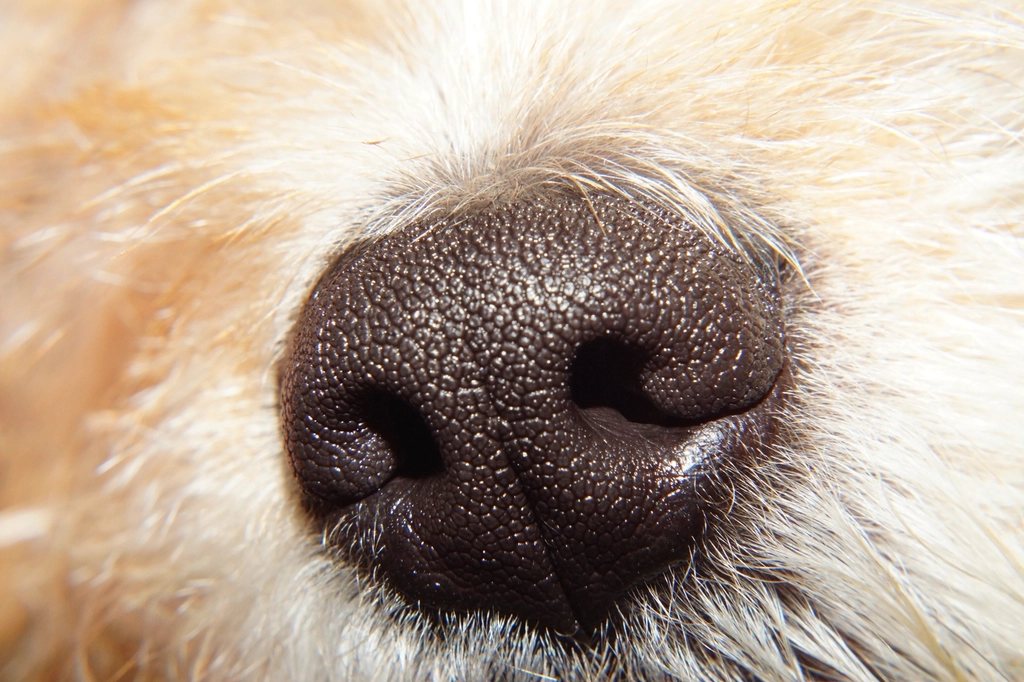 Imagem ilustrativa do artigo: Febre em cães: como identificar e quando é preciso levar ao hospital