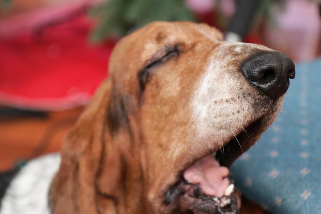 Imagem ilustrativa do artigo: Mau hálito súbito em cães idosos: relação com doenças renais e hepáticas