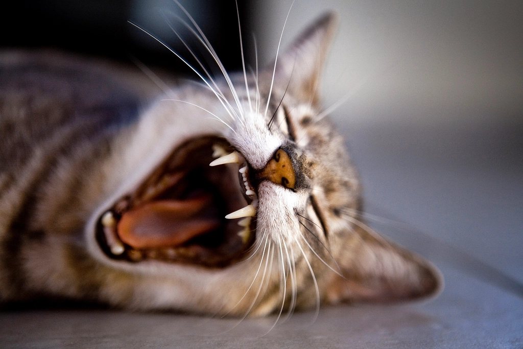 Imagem ilustrativa do artigo: Estomatite felina: sinais na boca do gato que exigem atenção veterinária
