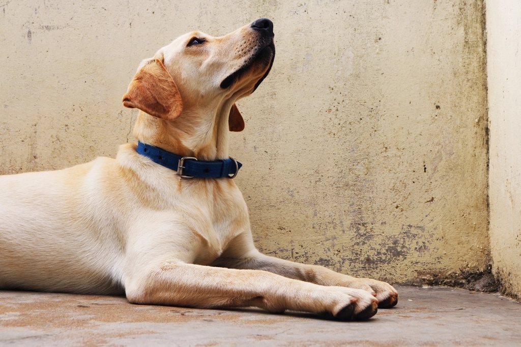 Imagem ilustrativa do artigo: Cirurgia de ligamento cruzado em cães: quando é indicada
