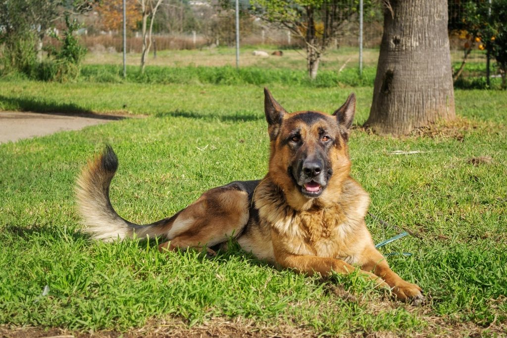 Imagem ilustrativa do artigo: Ressonância magnética em cães: para quais casos neurológicos é pedida
