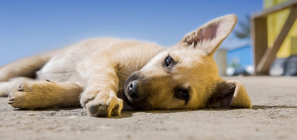 Imagem ilustrativa do artigo: Síndrome vestibular em cães idosos: como o neurologista diferencia de AVC