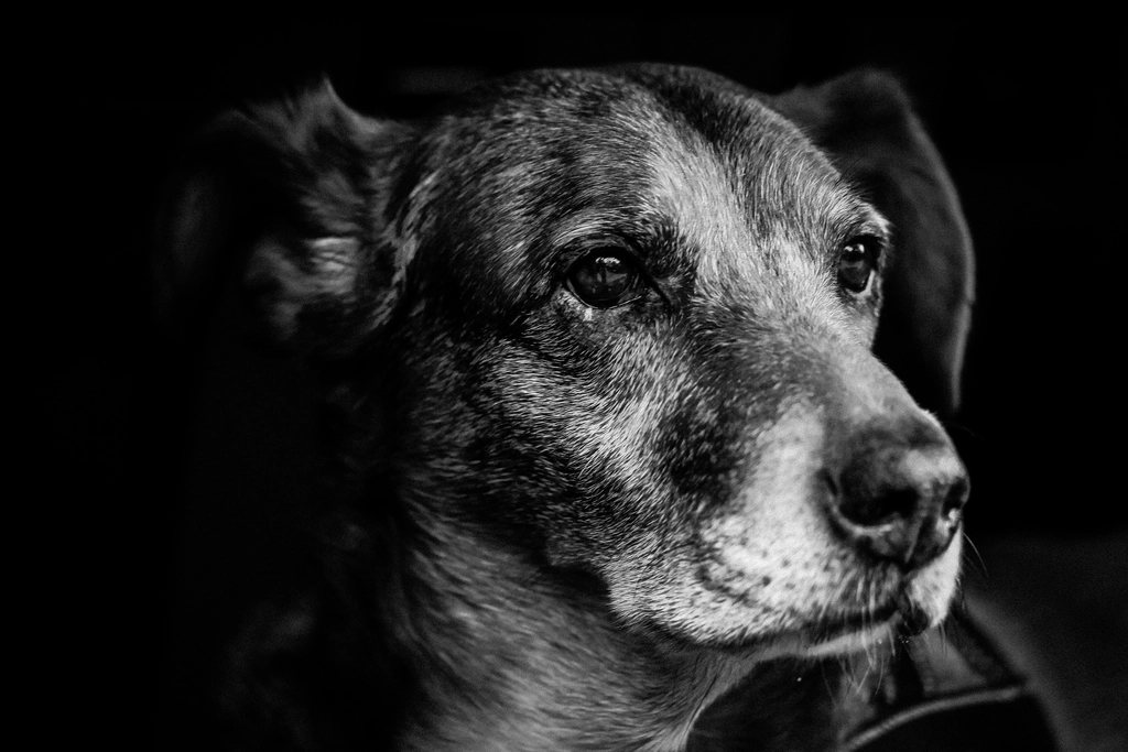Imagem ilustrativa do artigo: Doenças neurológicas mais comuns em cães: o que todo tutor deveria saber