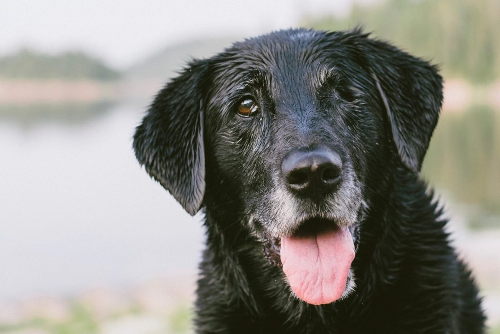 Imagem ilustrativa do artigo: Estadiamento de câncer em cães: por que ele muda o tratamento