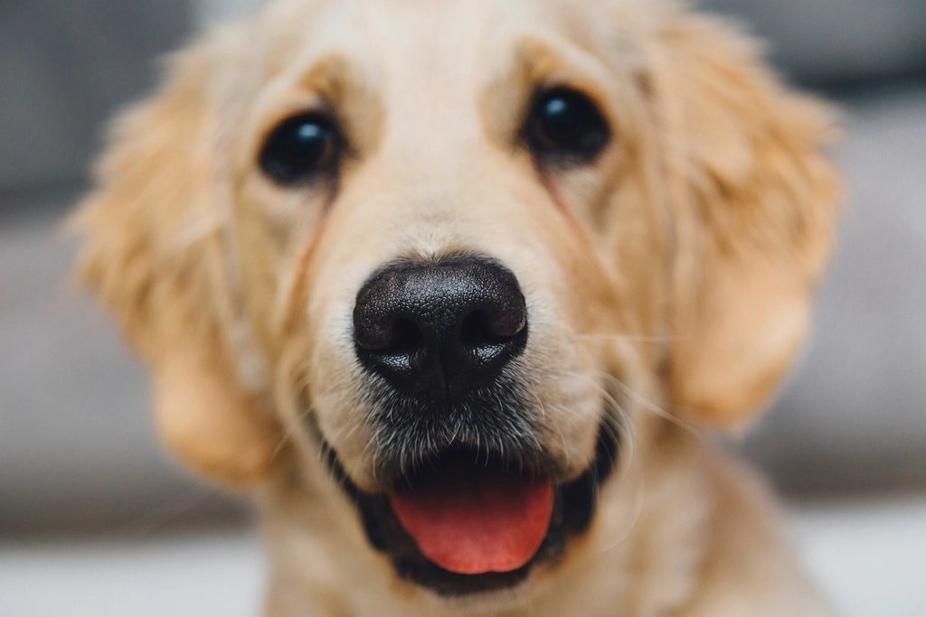 Imagem ilustrativa do artigo: Ecocardiograma em cães: para que serve e quando é pedido