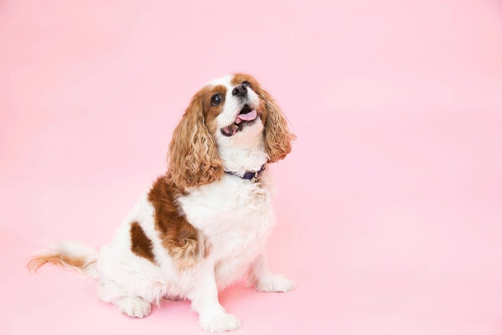 Imagem ilustrativa do artigo: Quando consultar um cardiologista veterinário