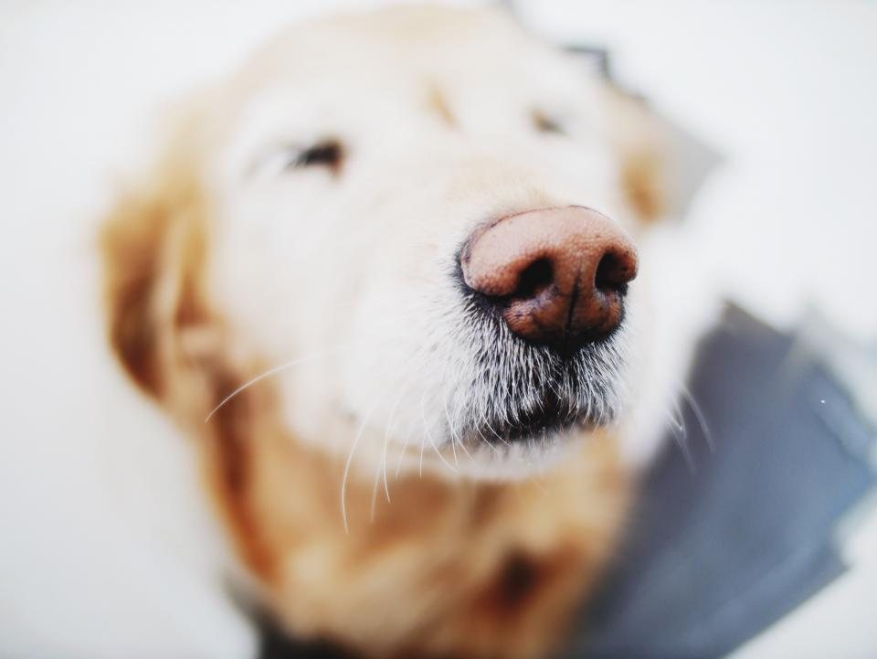 Imagem ilustrativa do artigo: Cão com tosse noturna: quando o problema é o coração