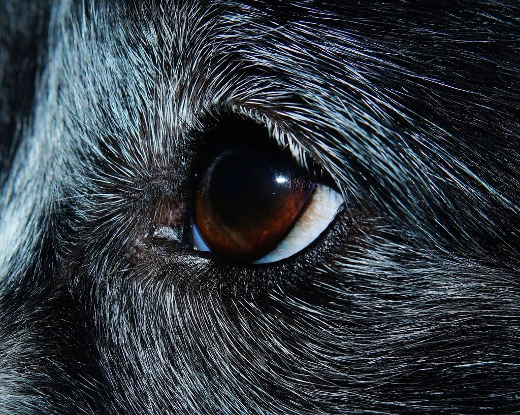 Imagem ilustrativa do artigo: Quando levar seu pet ao oftalmologista veterinário