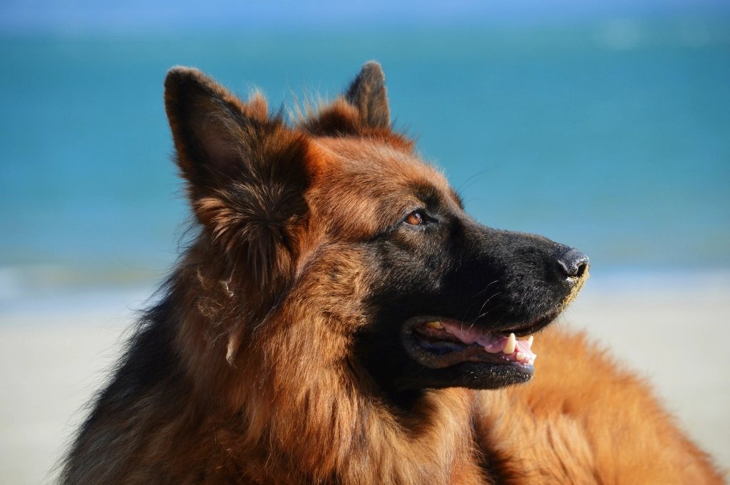 Imagem ilustrativa do artigo: Quando procurar um dermatologista veterinário