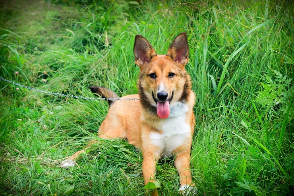 Imagem ilustrativa do artigo: Testes alérgicos em cães: como funcionam e quando são indicados