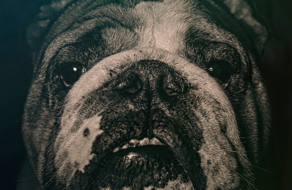 Imagem ilustrativa do artigo: Tártaro e doença periodontal em cães: por que não é só estética