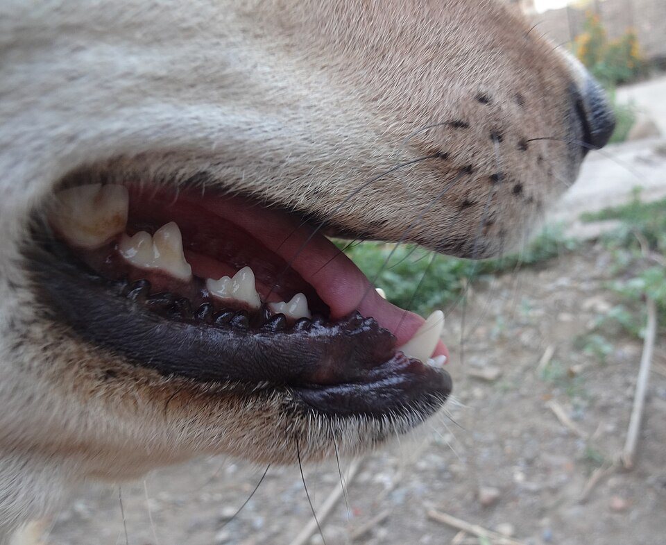 Imagem ilustrativa do artigo: Extração dentária em cães: quando é realmente necessária