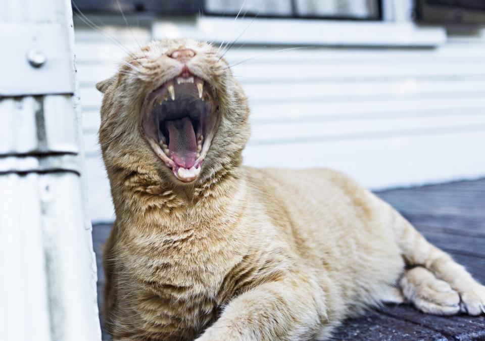 Imagem ilustrativa do artigo: Limpeza dentária em cães e gatos: como é feita com segurança
