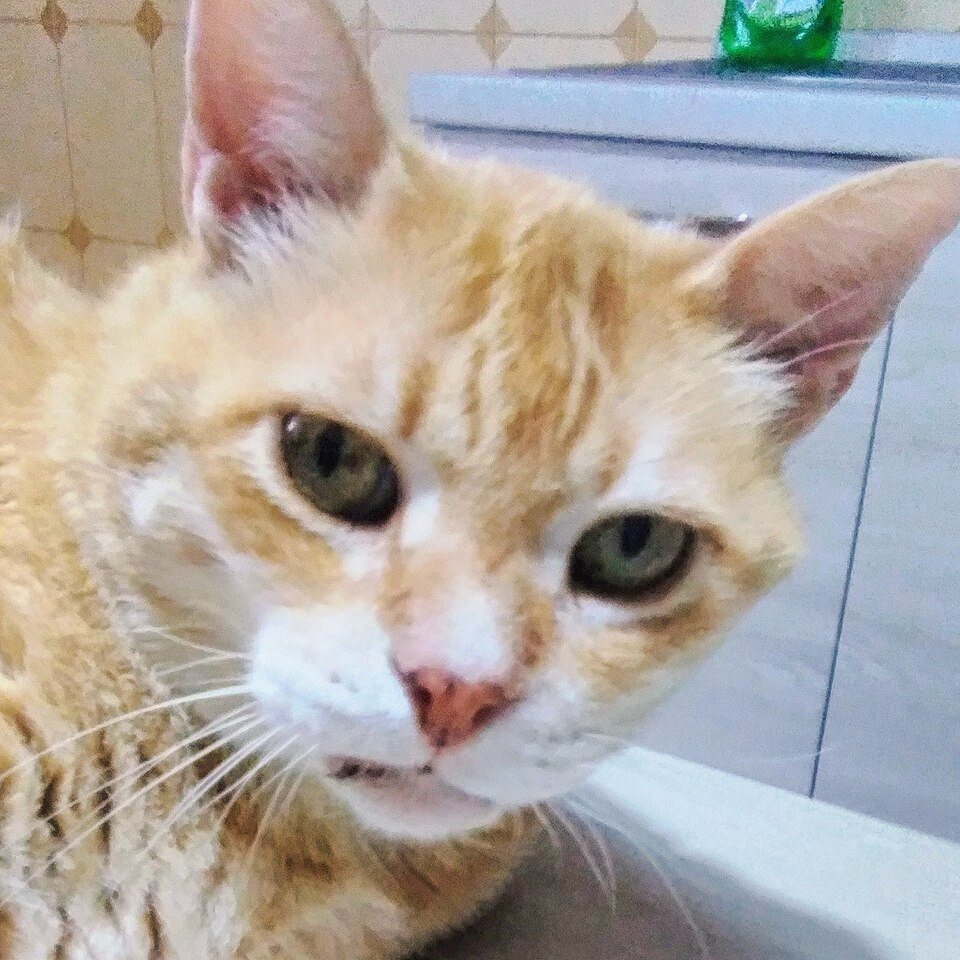 Imagem ilustrativa do artigo: Anestesia em pets idosos: quais cuidados a Prontovet toma antes da cirurgia