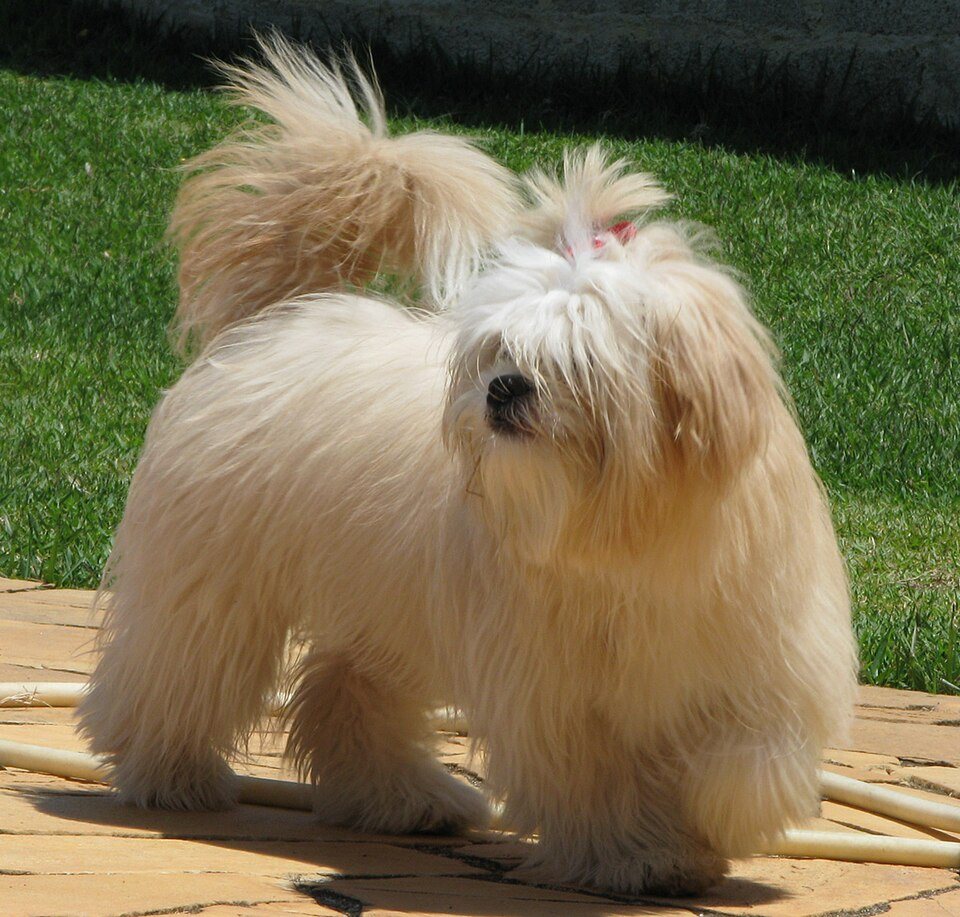 Imagem ilustrativa do artigo: Lhasa Apso: por que a raça exige atenção redobrada ao fígado