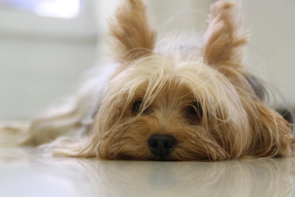 Imagem ilustrativa do artigo: Como é a personalidade do Lulu da Pomerânia e cuidados de saúde da raça