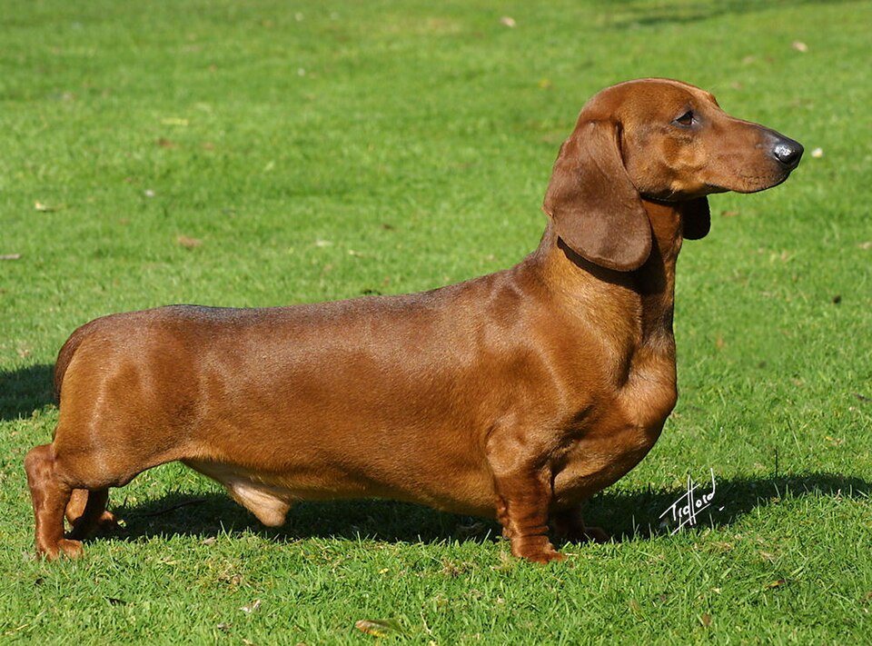 Imagem ilustrativa do artigo: Dachshund (salsicha): por que a raça tem mais risco de hérnia de disco