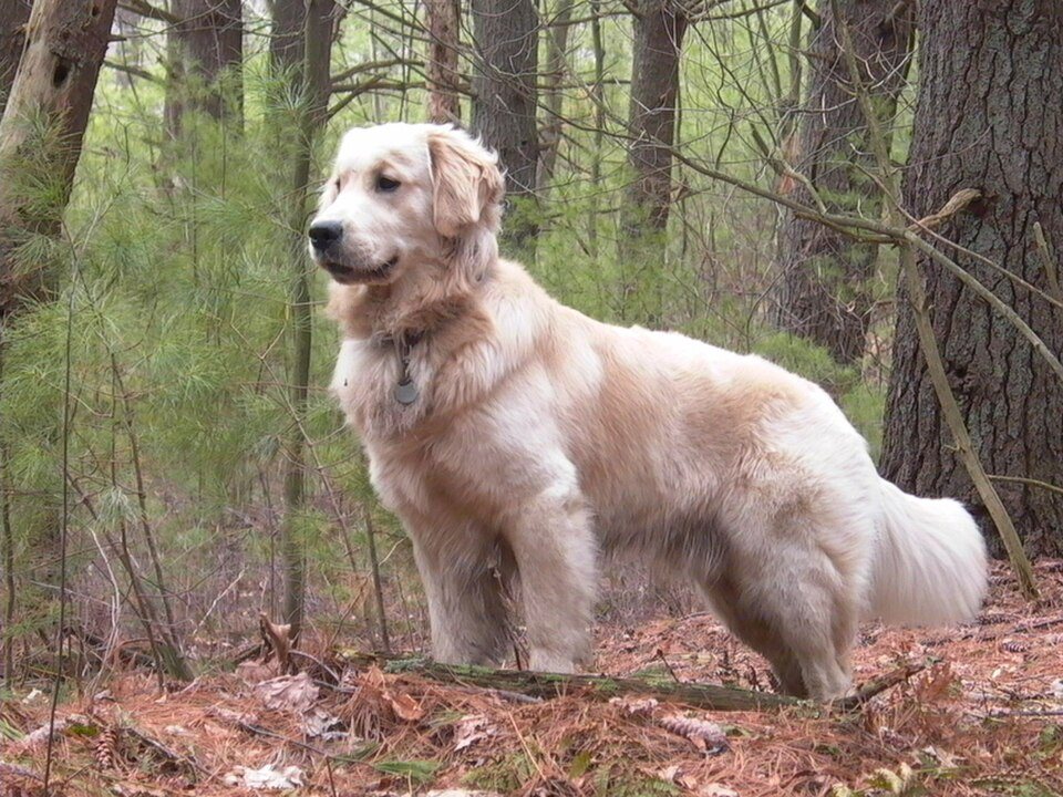 Imagem ilustrativa do artigo: Golden Retriever: predisposição a tumores e a importância do check-up anual