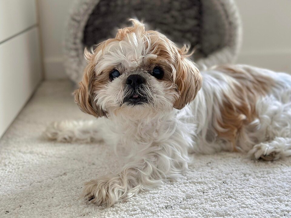 Imagem ilustrativa do artigo: Shih Tzu: cuidados oftalmológicos e respiratórios da raça