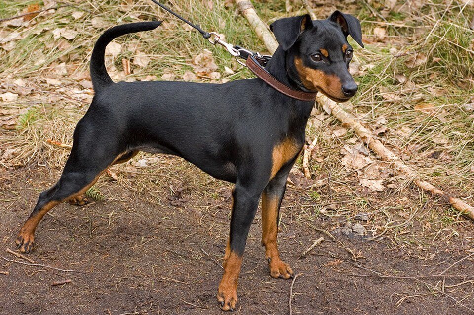 Imagem ilustrativa do artigo: Pinscher: cuidados com luxação de patela e problemas dentários