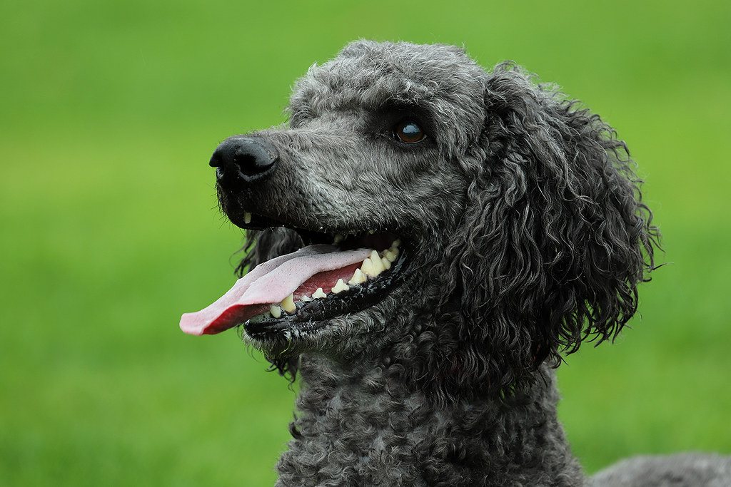 Imagem ilustrativa do artigo: Poodle: predisposição a doenças endócrinas e articulares