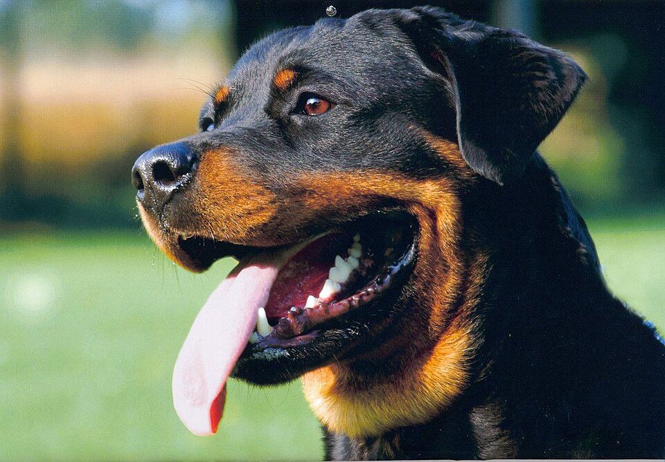 Imagem ilustrativa do artigo: Rottweiler: cuidados ortopédicos e predisposição oncológica