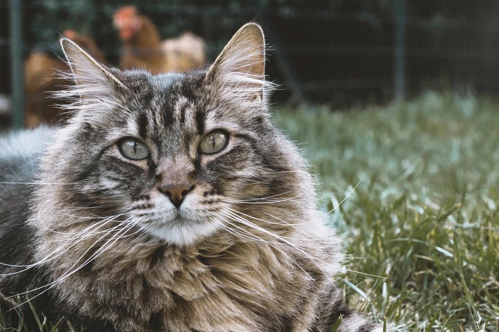 Imagem ilustrativa do artigo: Gato Maine Coon: cuidados cardíacos específicos da raça